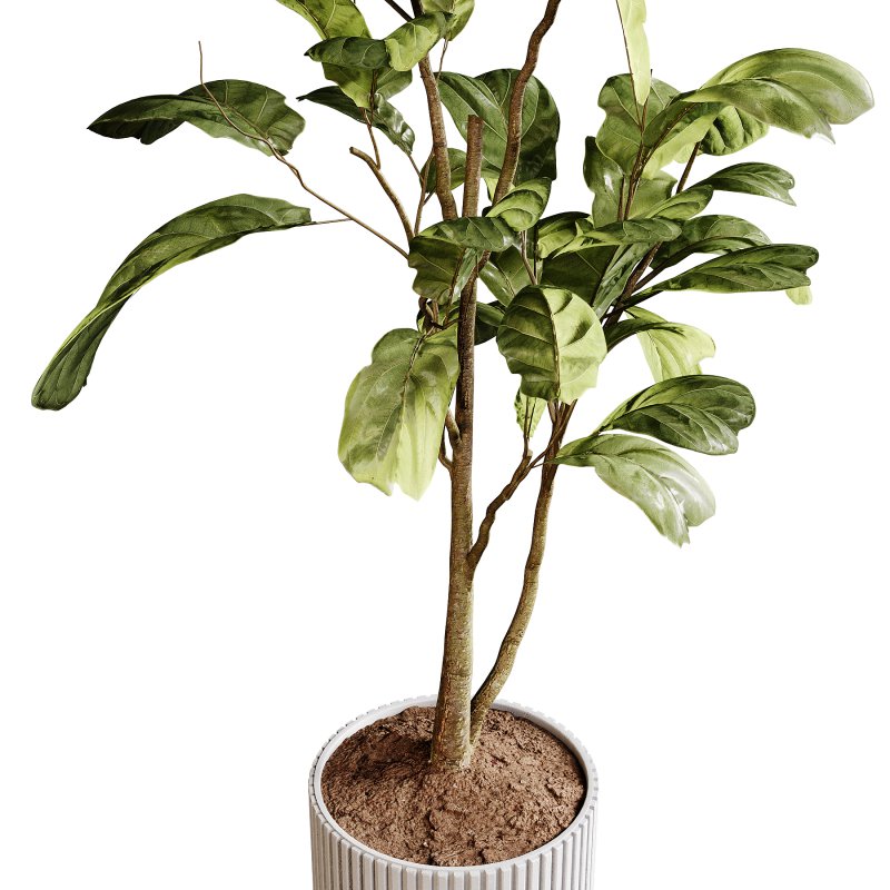 Indoor plants 89 – Plant in pot - Image 4