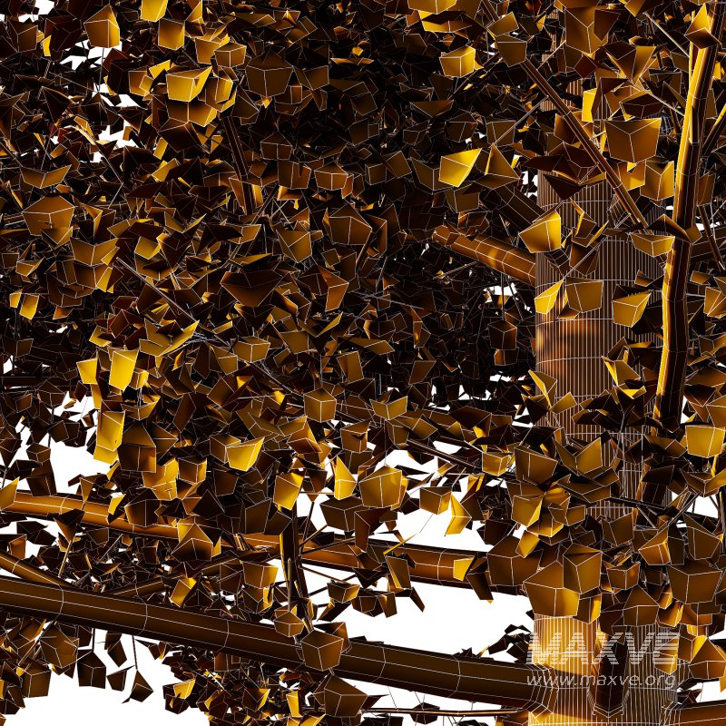 Maidenhair Ginkgo Biloba Tree 06 - Image 4