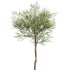 AV Indoor Plants Set 265 Olive Elegant Mission and Areca Palm and Fruit Orange Calamondin Tree - Thumbnail 2