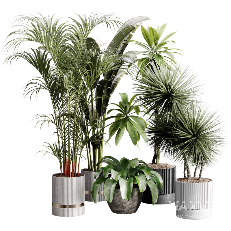 indoor plants 124 – plant collections in pot - Image 5