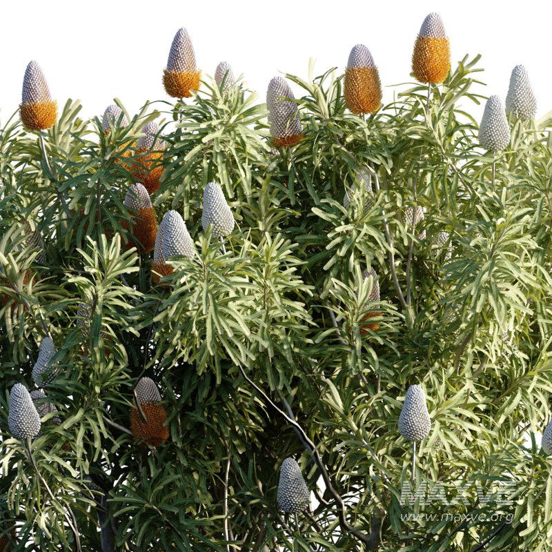 Banksia prionotes – Acorn banksia 03 - Image 5