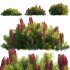 Banksia spinulosa – Hairpin Banksia 04 - Thumbnail 1