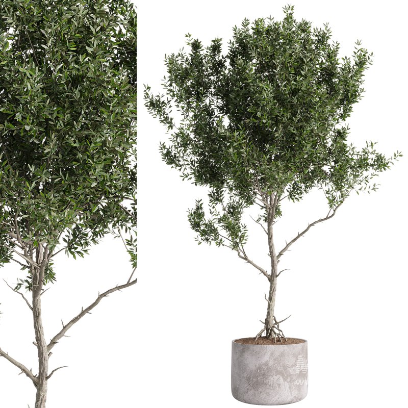 indoor plants – 44 plant in pot - Image 5