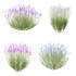 plant bush Flower Lavandula pedunculata 04 - Thumbnail 1