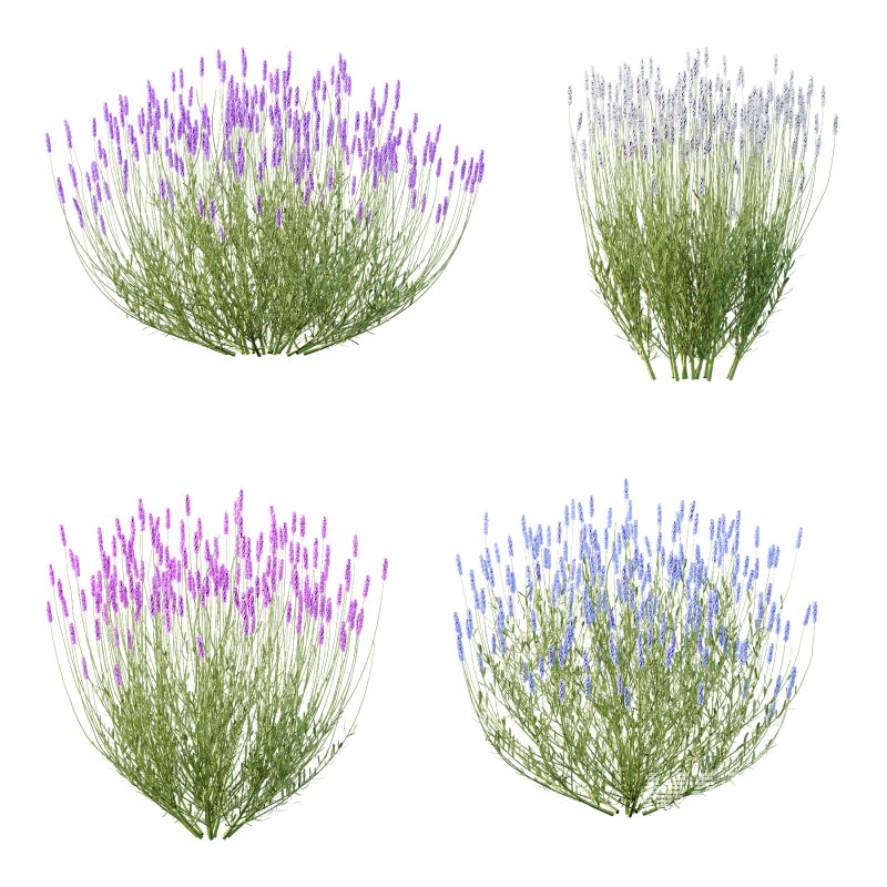 plant bush Flower Lavandula pedunculata 04 - Image 1