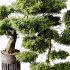 Indoor plants 73 – Bonsai Plant in pot - Thumbnail 3
