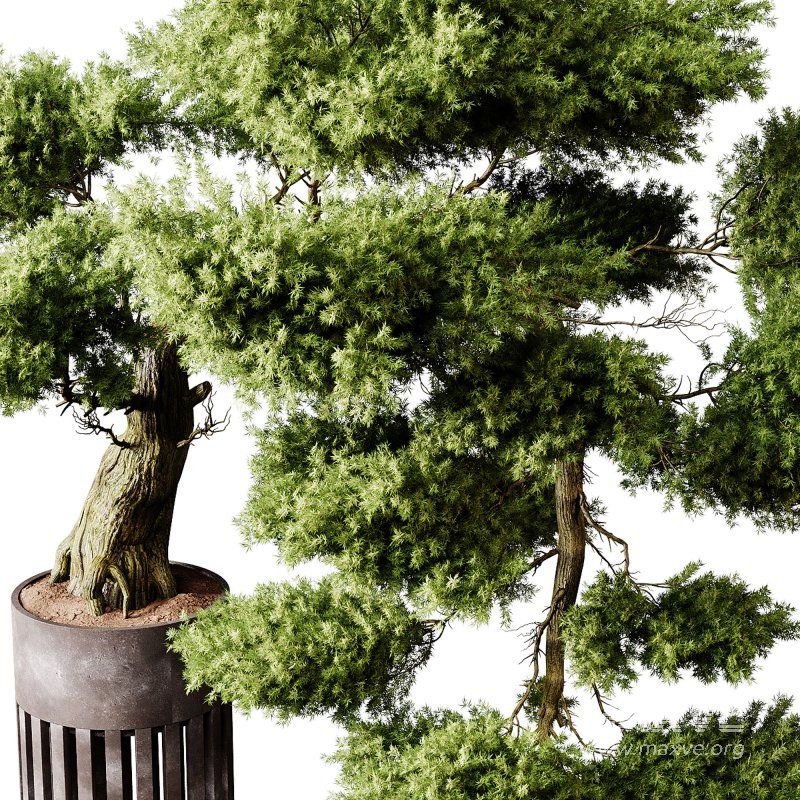 Indoor plants 73 – Bonsai Plant in pot - Image 3