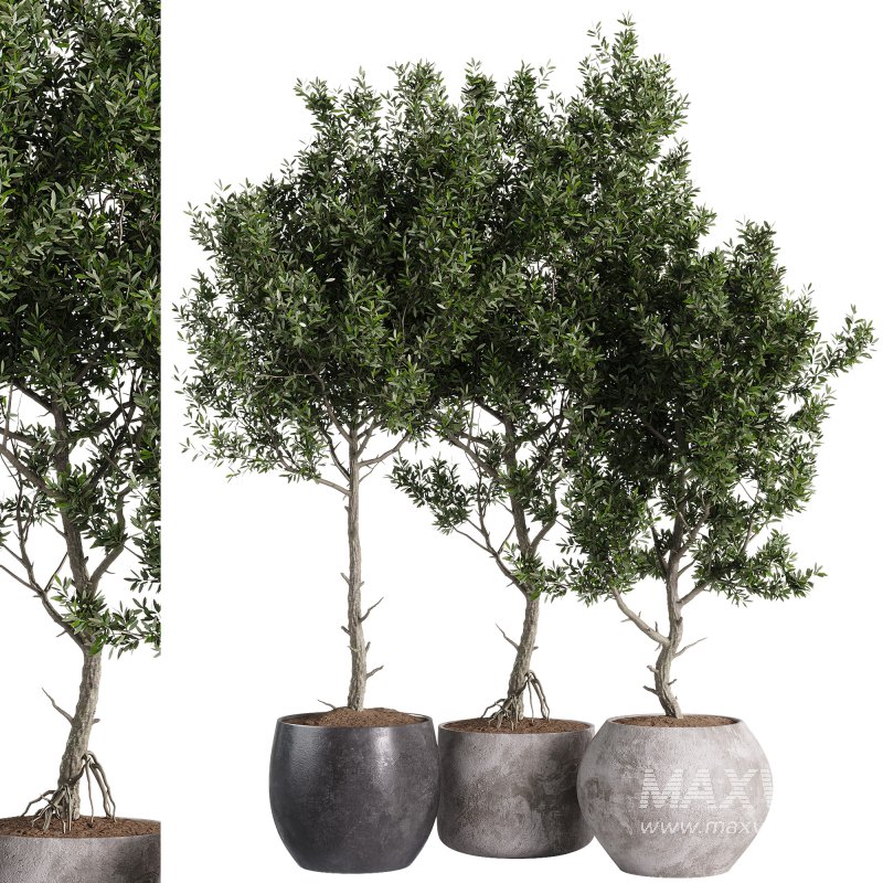 indoor plants – 44 plant in pot - Image 3