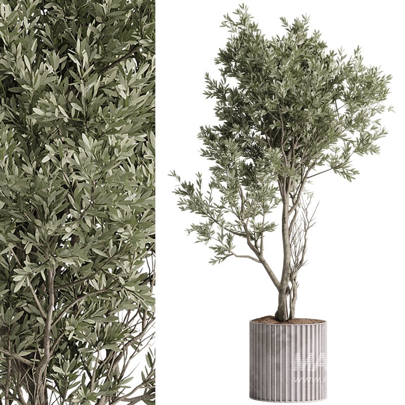 indoor plants – 57 plant in pot - Image 5