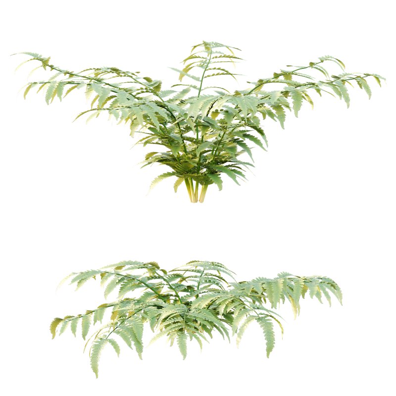 Macrothelypteris torresiana Fern bush 03 - Image 7