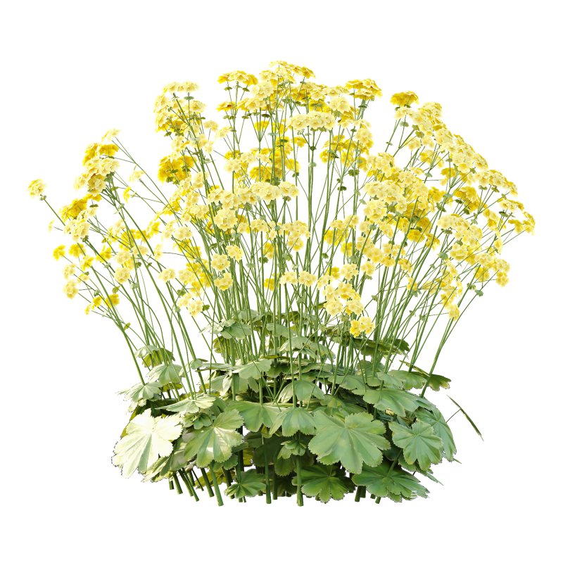 Alchemilla mollis flower Plant 02 - Image 4