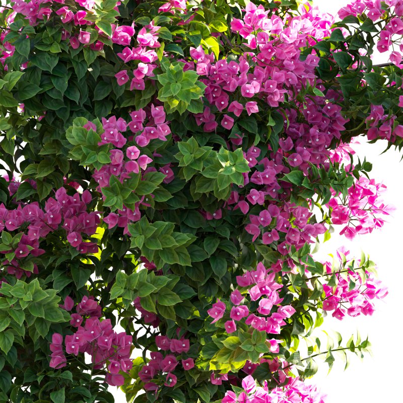 Bougainvillea – Paper Flower 03 - Image 3