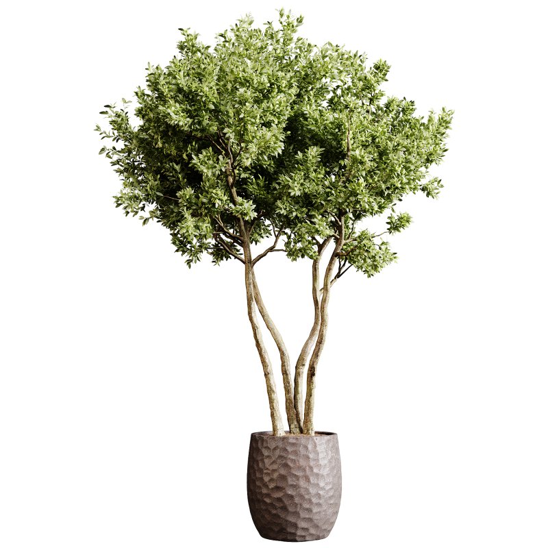 Indoor plants 78 – Plant in pot - Image 3