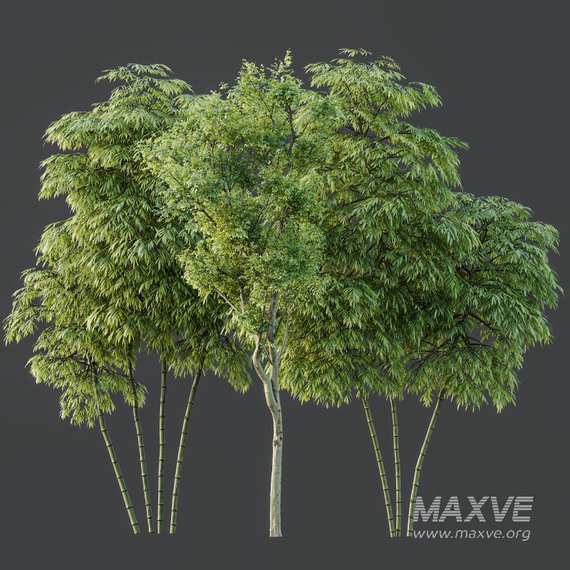 AV 8 different trees Bamboo Bambusoideae and Celtis Australis - Image 7