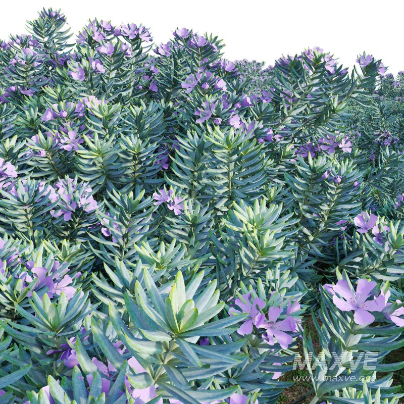 Westringia fruticosa – Coast Rosemary 02 - Image 3