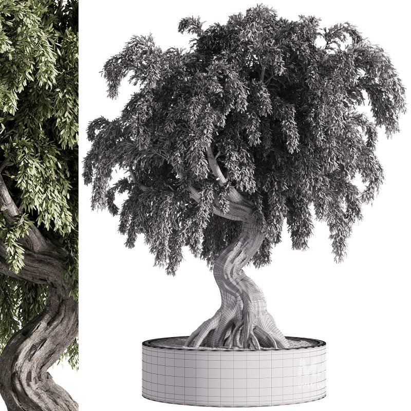 indoor plants – 49 plant in pot - Image 1