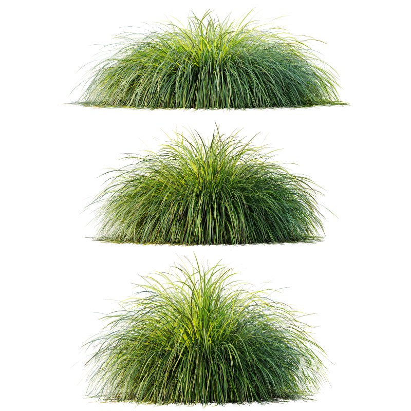 ntal grass native to moist meadows across Europe and western Asia. Its arching lime-yellow blades form dense mounds that shimmer in the light, offering a soft, flowing texture ideal for borders, ground covers, and contemporary garden compositions. - Image 3