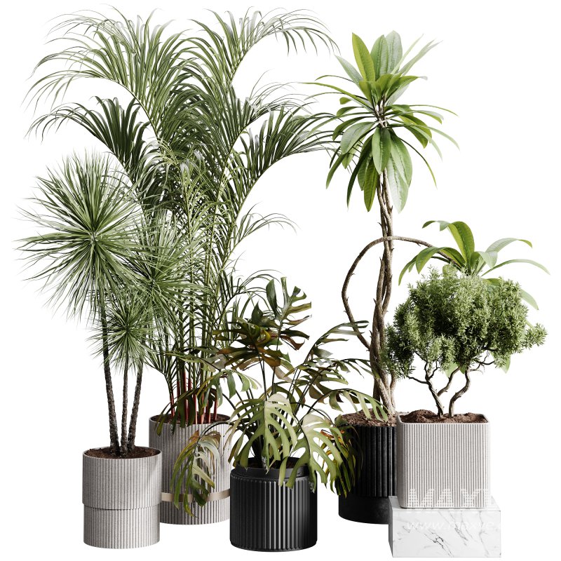 indoor plants 107 – plant collections in pot - Image 5