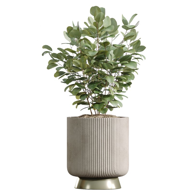 ntal plant is admired for its linear variegated foliage, offering a strong vertical structure. - Image 10