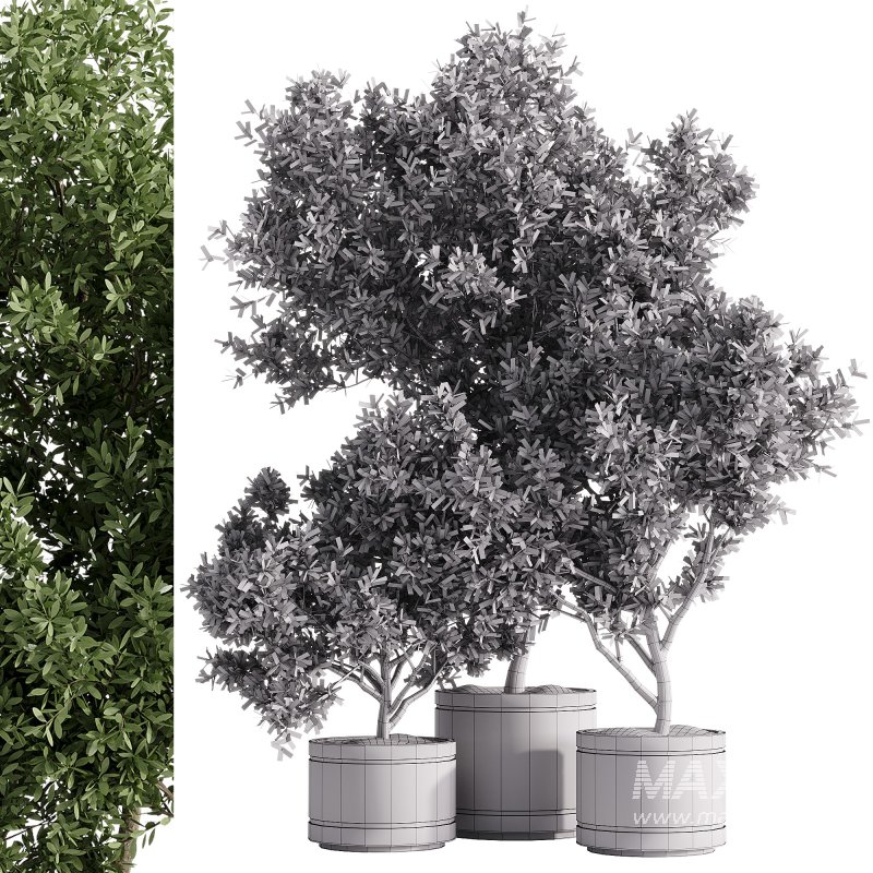 indoor plants – 42 plant in pot - Image 2