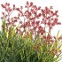 Anigozanthos flavidus – Kangaroo Paw 04 - Thumbnail 5