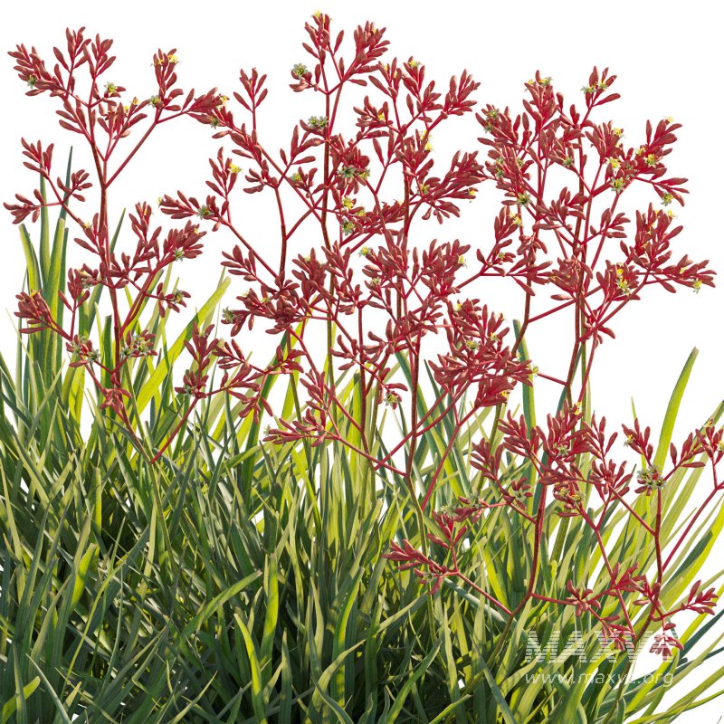 Anigozanthos flavidus – Kangaroo Paw 04 - Image 5