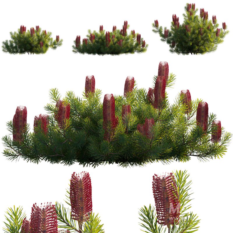 Banksia spinulosa – Hairpin Banksia 03 - Image 1