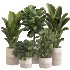 Indoor Plant Set 0159 - Thumbnail 1