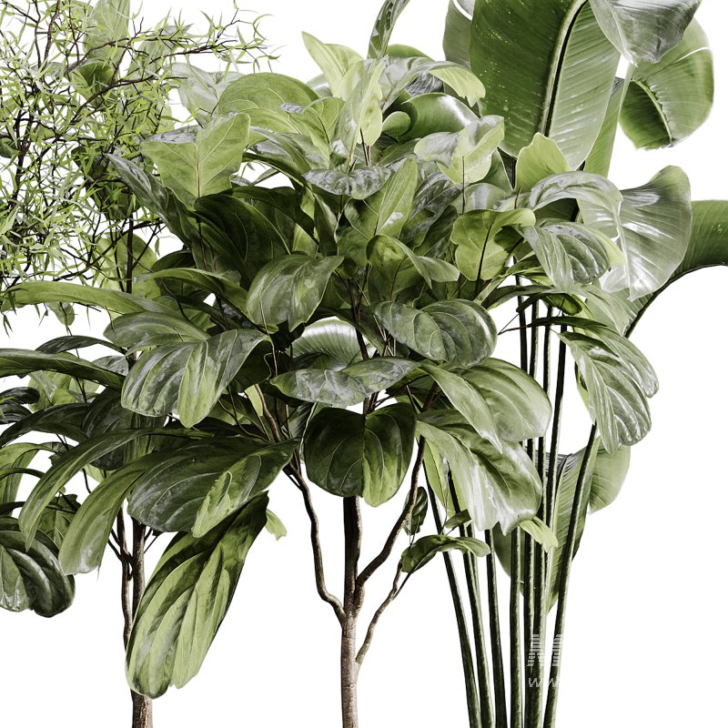 indoor plants 110 – plant collections in pot - Image 4