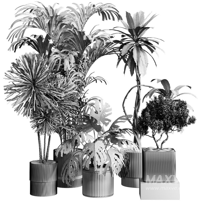 indoor plants 107 – plant collections in pot - Image 3