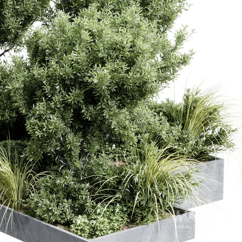 Outdoor plants 12 - Image 7