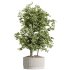 AV Indoor Plants Set 260 Areca Majesty Palm and Japandi Ficus Dracaena Marginata and Mission Olive - Thumbnail 4