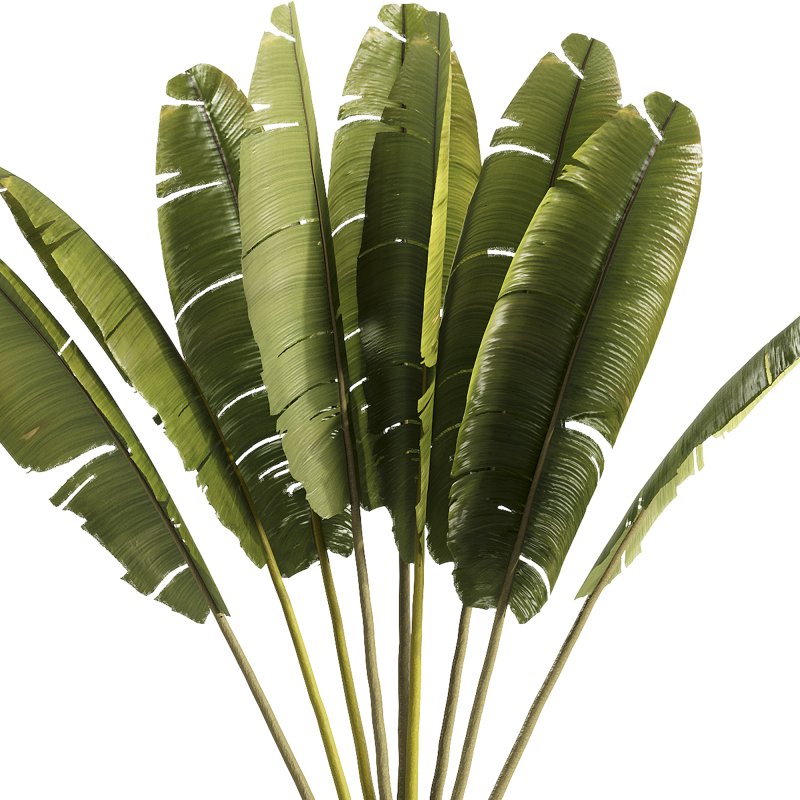 indoor plants – 40 plant in pot_corona - Image 1