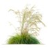 ntal grass set combines two iconic and highly architectural species known for their graceful movement and seasonal texture. - Thumbnail 2