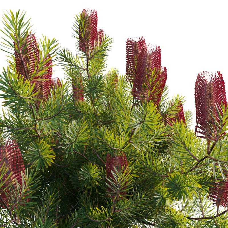 Banksia spinulosa – Hairpin Banksia 03 - Image 4