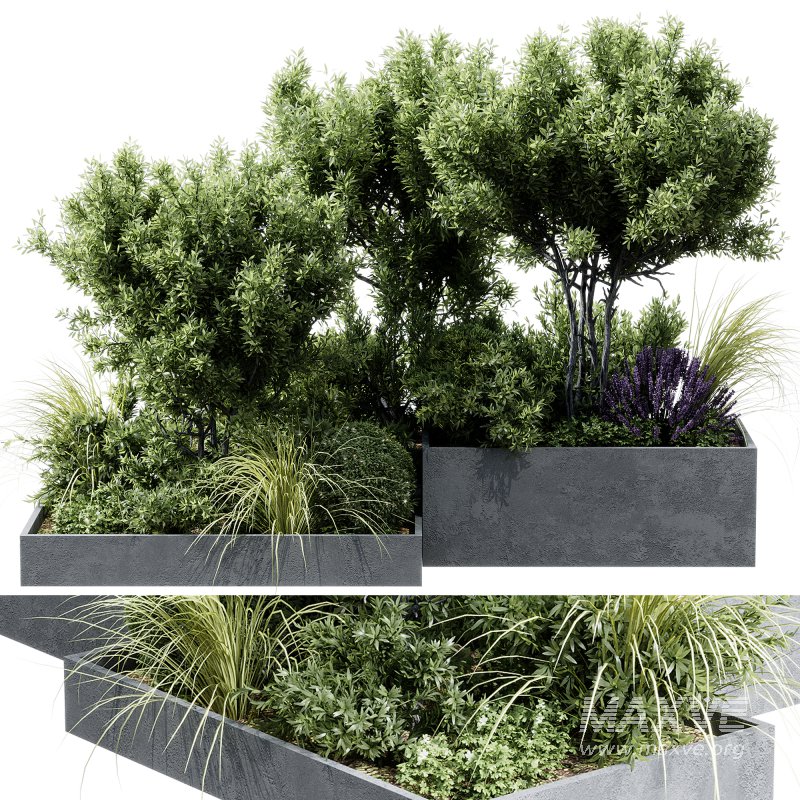 Outdoor plants 12 - Image 6