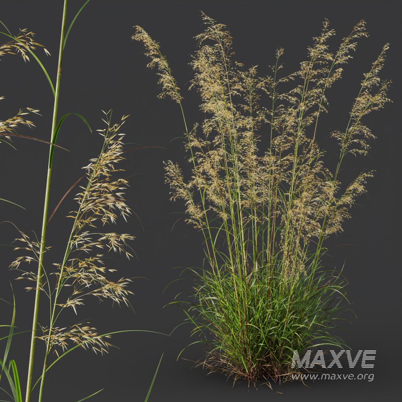 ntal grasses—**Celtica gigantea** (Golden Oats Grass) and **Nassella tenuissima** (Mexican Feather Grass)—curated for naturalistic, windswept landscapes and high-end 3D visualizations. - Image 9