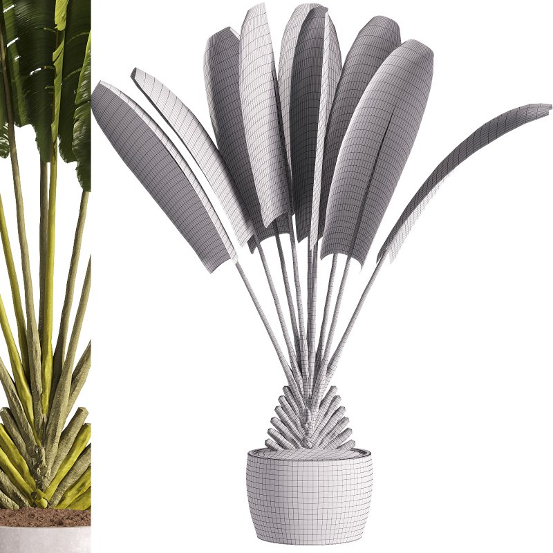 indoor plants – 40 plant in pot_corona - Image 1