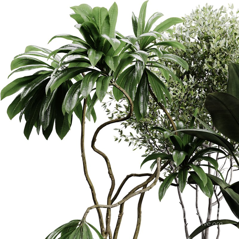 indoor plants 108 – plant collections in pot - Image 3