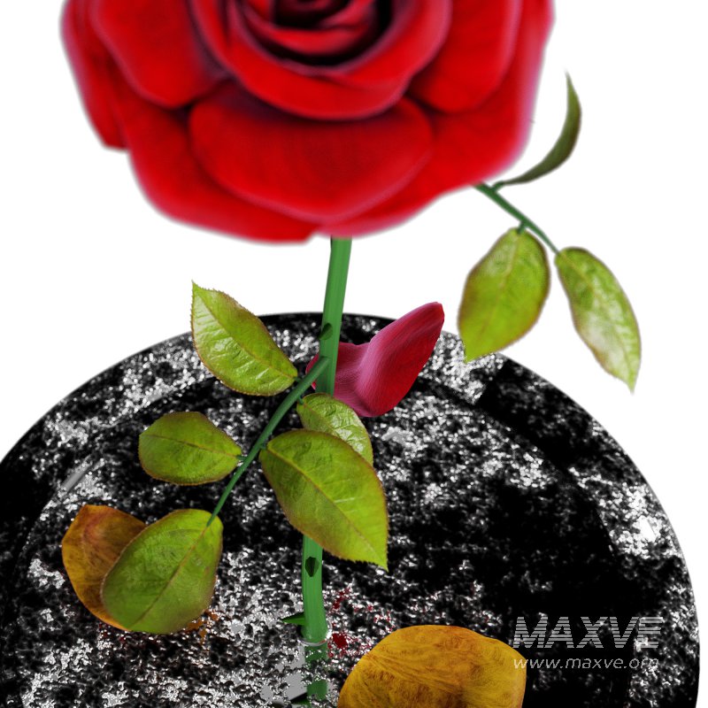 Rose in the movie Beauty and the Beast - Image 2