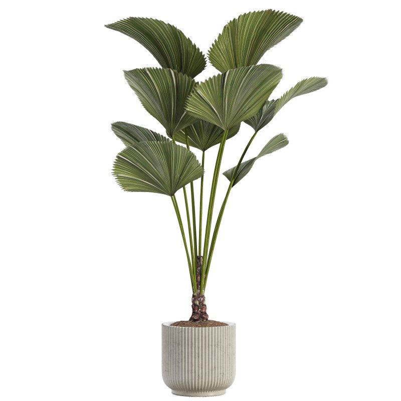 Indoor Plant 04 – Licuala Palm - Image 2