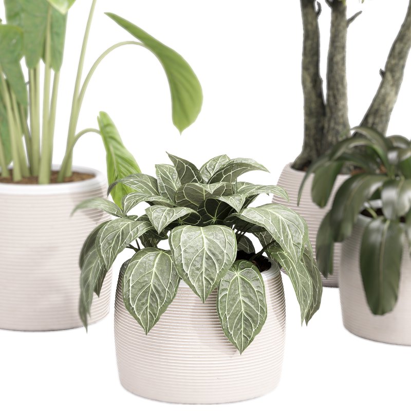 Indoor Collection plants 04 - Image 3