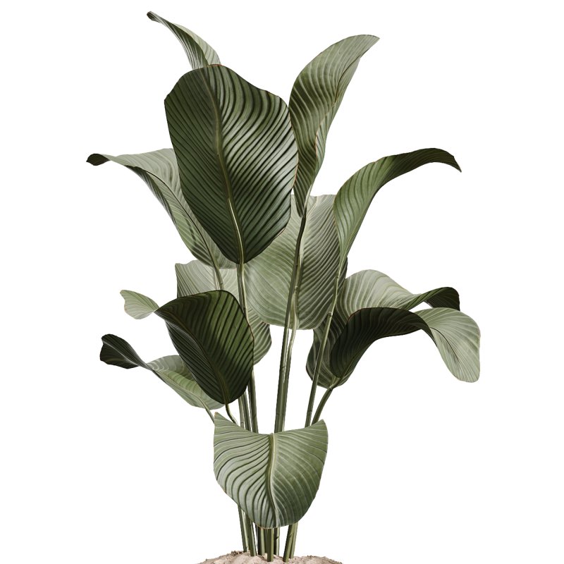AV Indoor Plants Set 248 Pelagio Palm and Yucca Elephantipes and Cuban Cigar and Olive Elegant and Peace Lily - Image 2