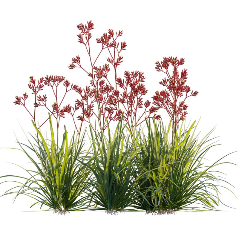 Anigozanthos flavidus – Kangaroo Paw 04 - Image 2