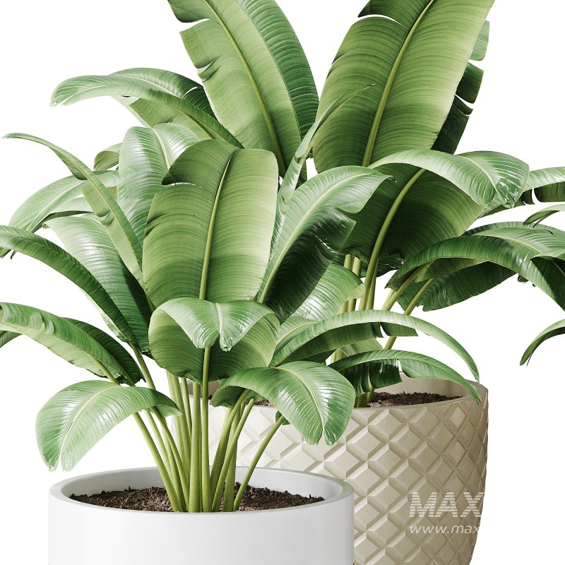 Spathiphyllum wallisii flower - Image 4