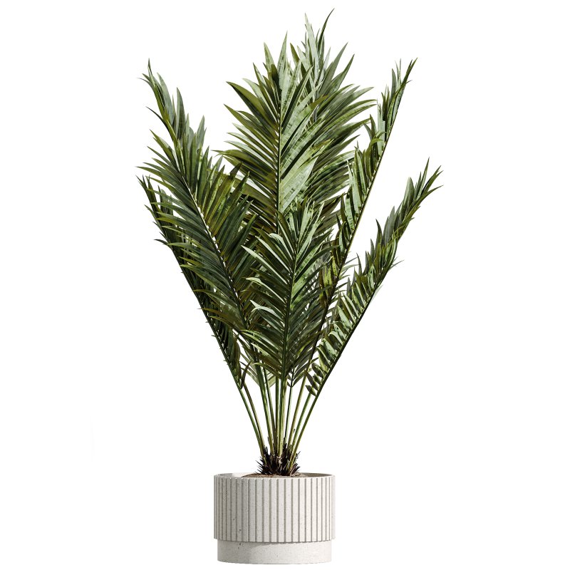 AV Indoor Plants Set 276 Olive Elegant Mission and Banana Strelitzia Nicolai and Areca Palm - Image 4