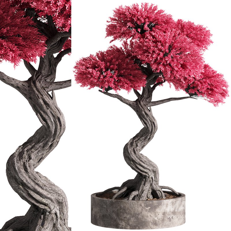 indoor plants – 50 plant in pot - Image 1