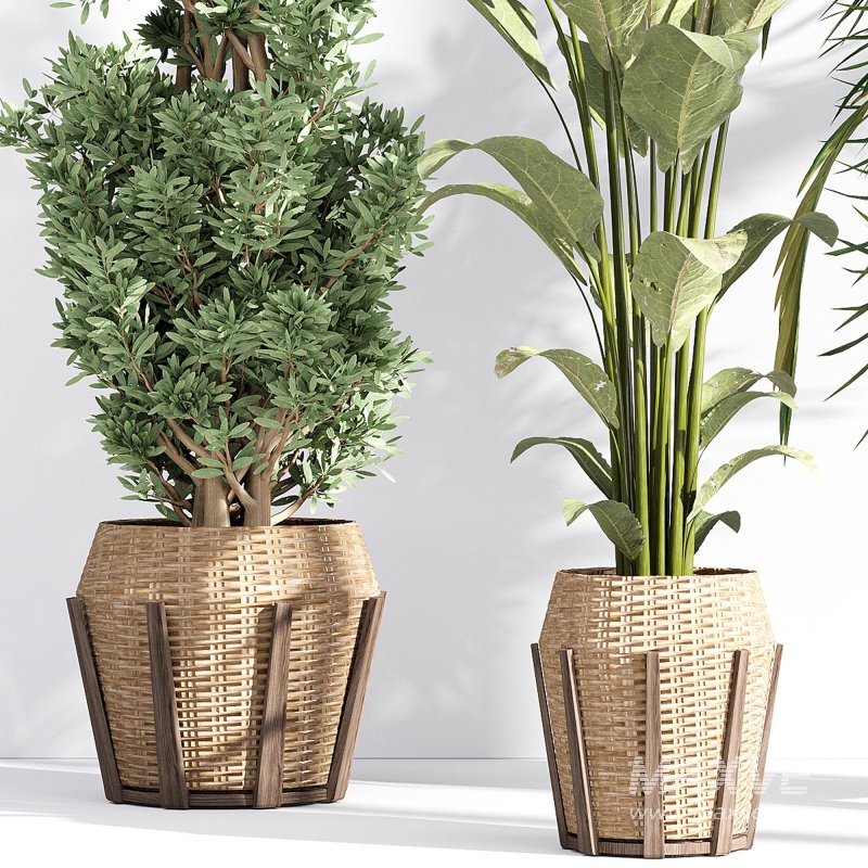 Indoor collection plants set 03 - Image 5