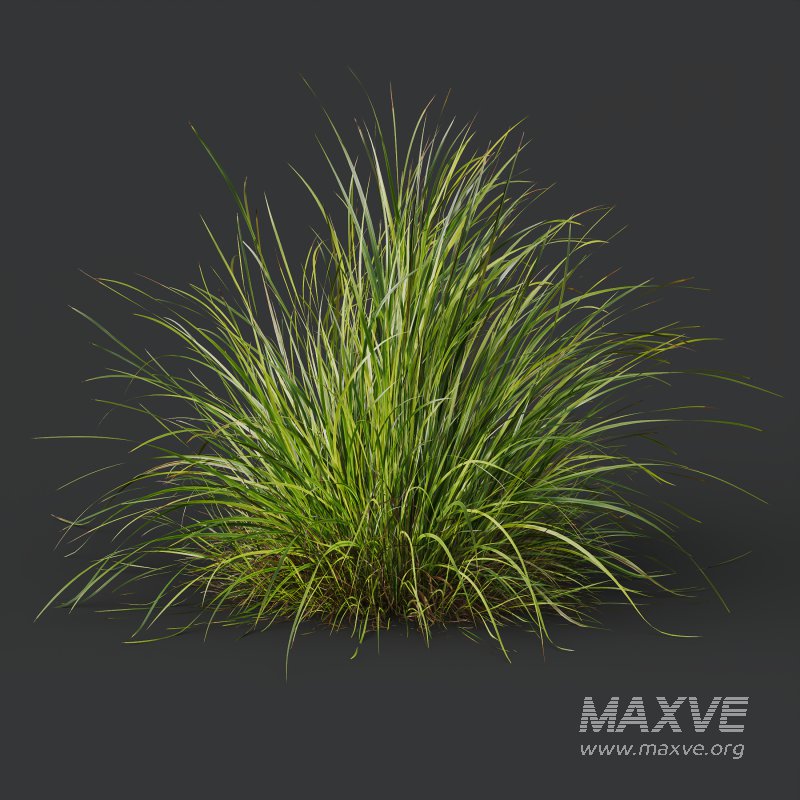 ntal grasses—**Nassella tenuissima**, also known as Mexican Feather Grass, and **Carex elata ‘Aurea’**, a golden sedge celebrated for its radiant chartreuse foliage. - Image 7