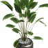 Indoor Plants – 28 Plant in pot - Thumbnail 3